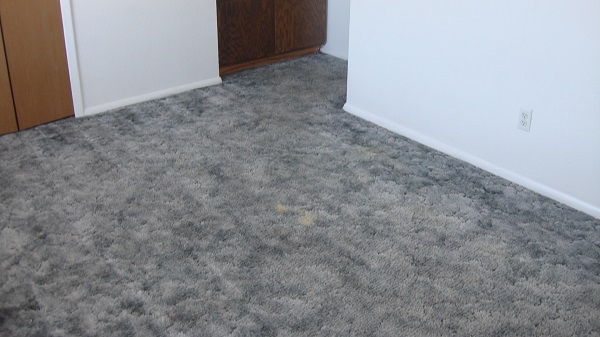 After Carpet Cleaning