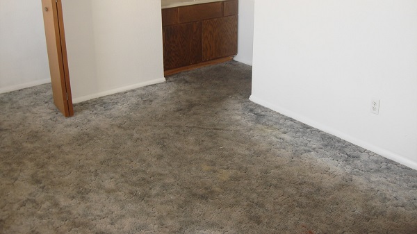 Before Carpet Cleaning