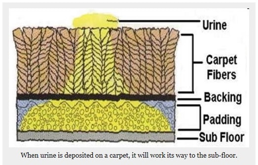 Pet Urine Carpet